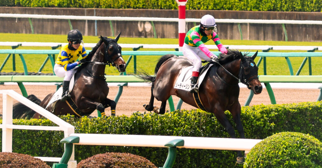 2025年撮影、中山競馬場で行われた障害レースの中で、ジーティージンが障害を危なげなく飛越する瞬間を捉えた印象的な写真