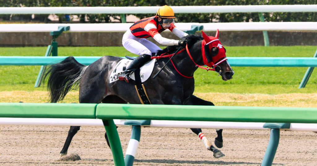 2025年4月5日、中山競馬場で行われた障害レースのゴール前で撮影されたウイングランブルーの写真。最後の直線で抜け出し、力強くゴールを目指す姿が印象的な一枚