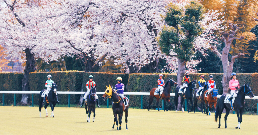 満開の桜に包まれた中山競馬場で、3歳未勝利戦に出走する若駒たちが返し馬を終えてゲート裏に集まりはじめる。2025年4月5日、春の静けさと緊張感が重なる美しい光景
