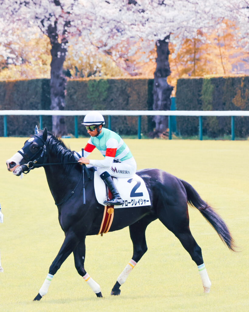 2025年撮影、中山競馬場の3歳未勝利戦レース前、桜を背景に返し馬を行うアローグレイシャーとジョアン・モレイラ騎手の姿を捉えた写真