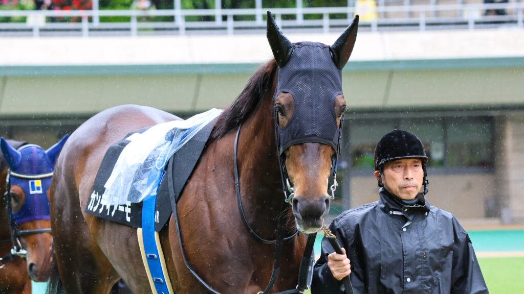 2025年5月18日東京競馬場の国分寺特別、雨のパドックを落ち着いた様子で周回する出資馬カンティアーモの姿