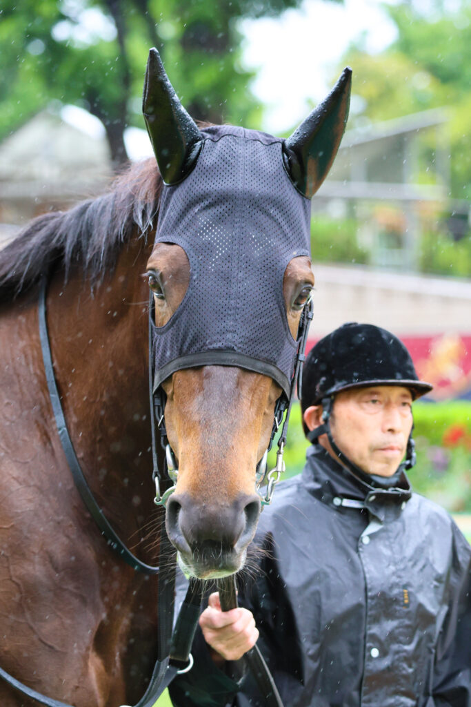2025年5月18日東京競馬場の国分寺特別、雨のパドックを落ち着いた様子で周回する出資馬カンティアーモの姿