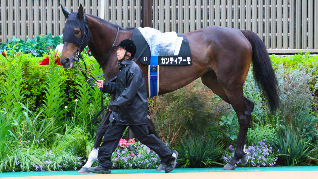 2025年5月18日東京競馬場の国分寺特別、雨のパドックを落ち着いた様子で周回する出資馬カンティアーモの姿