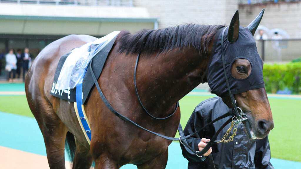2025年5月18日東京競馬場の国分寺特別、雨のパドックを落ち着いた様子で周回する出資馬カンティアーモの姿