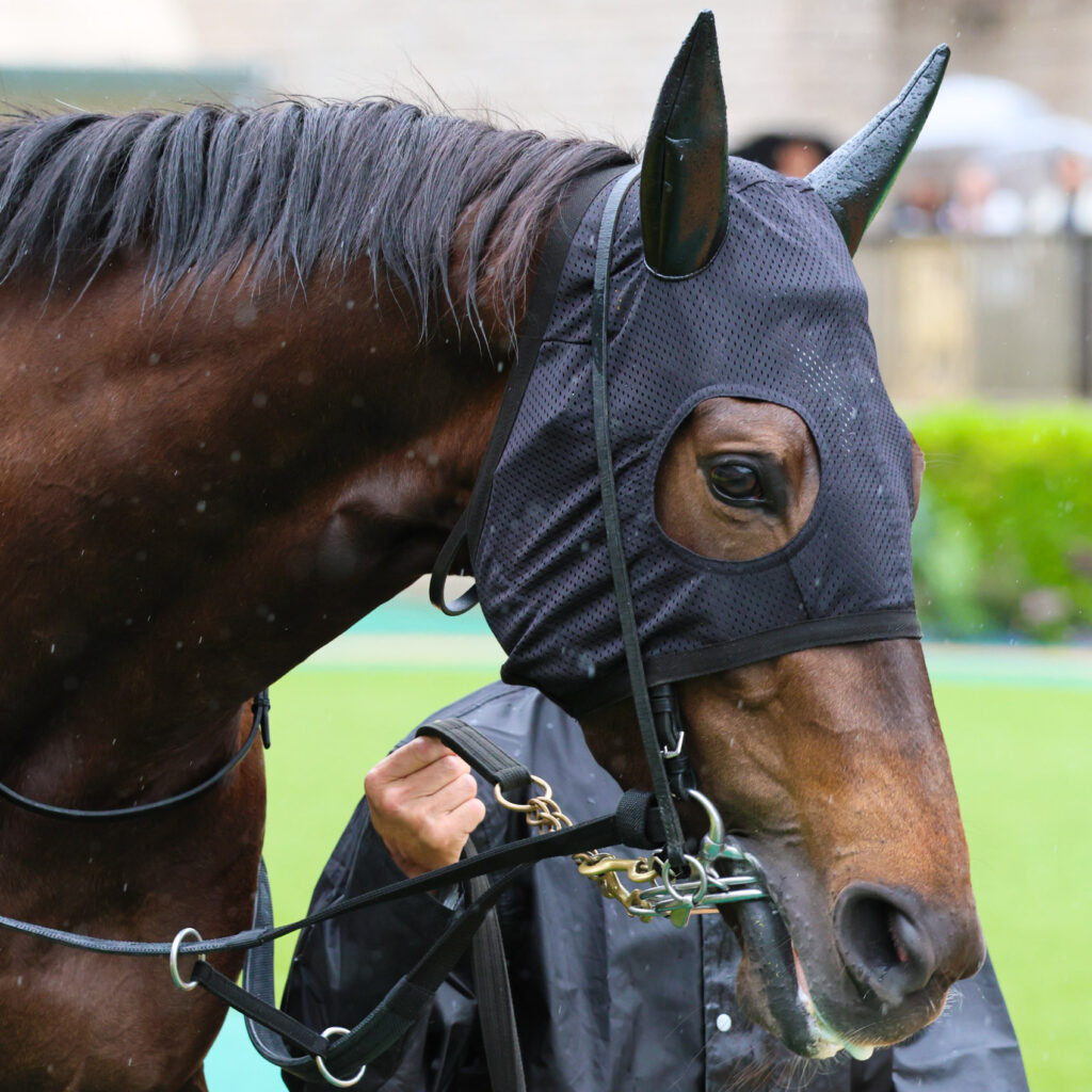 2025年5月18日東京競馬場の国分寺特別、雨のパドックを落ち着いた様子で周回する出資馬カンティアーモの姿