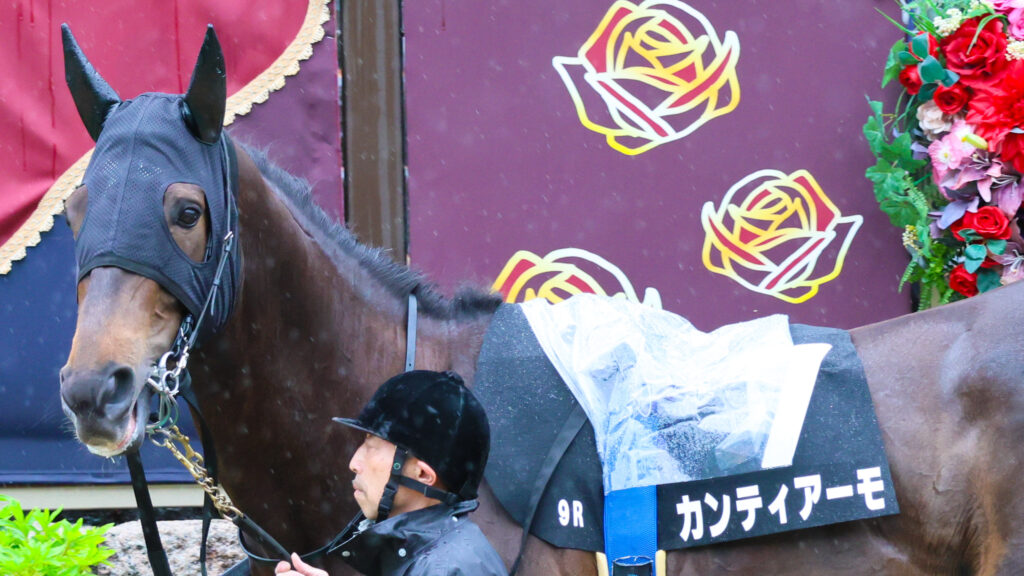 2025年5月18日東京競馬場の国分寺特別、雨のパドックを落ち着いた様子で周回する出資馬カンティアーモの姿