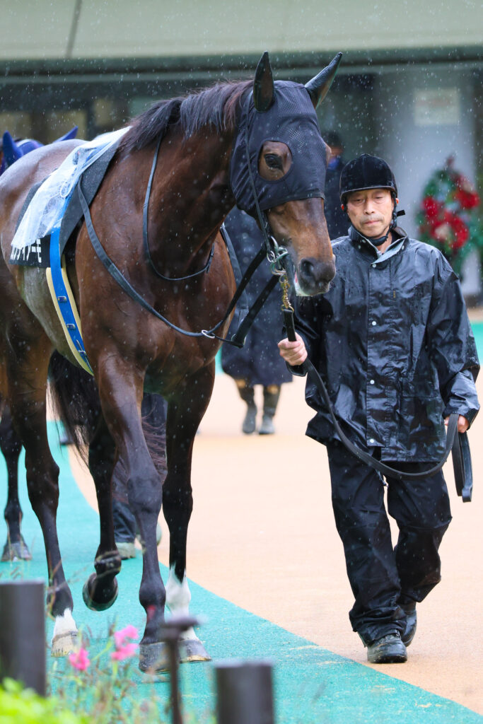 2025年5月18日東京競馬場の国分寺特別、雨のパドックを落ち着いた様子で周回する出資馬カンティアーモの姿