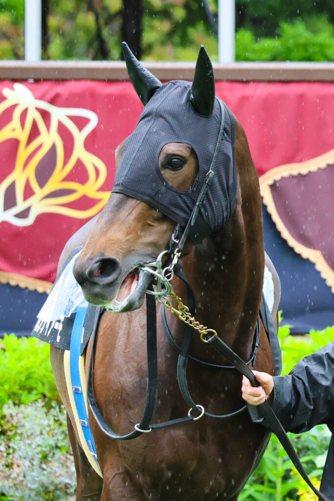 2025年5月18日東京競馬場の国分寺特別、雨のパドックを落ち着いた様子で周回する出資馬カンティアーモの姿
