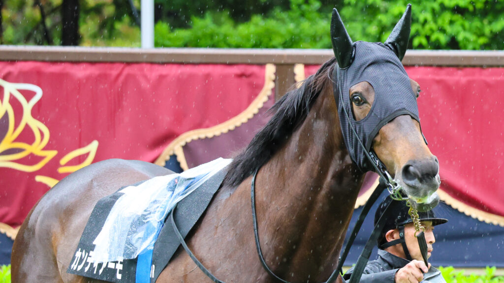 2025年5月18日東京競馬場の国分寺特別、雨のパドックを落ち着いた様子で周回する出資馬カンティアーモの姿