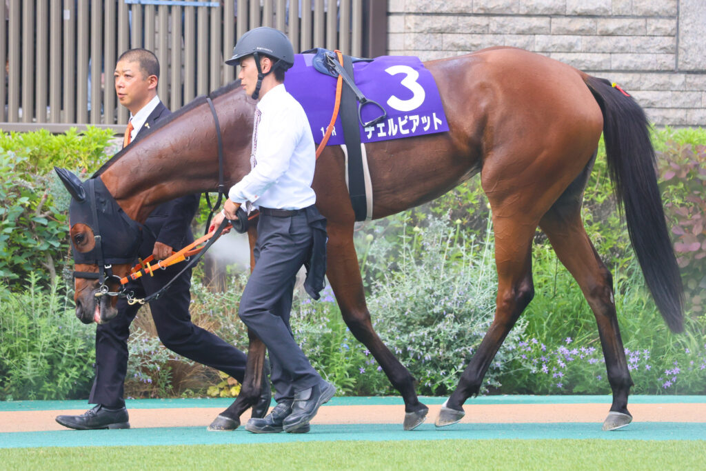 2025年東京競馬場、NHKマイルカップのパドックで撮影したチェルビアット(出資馬)