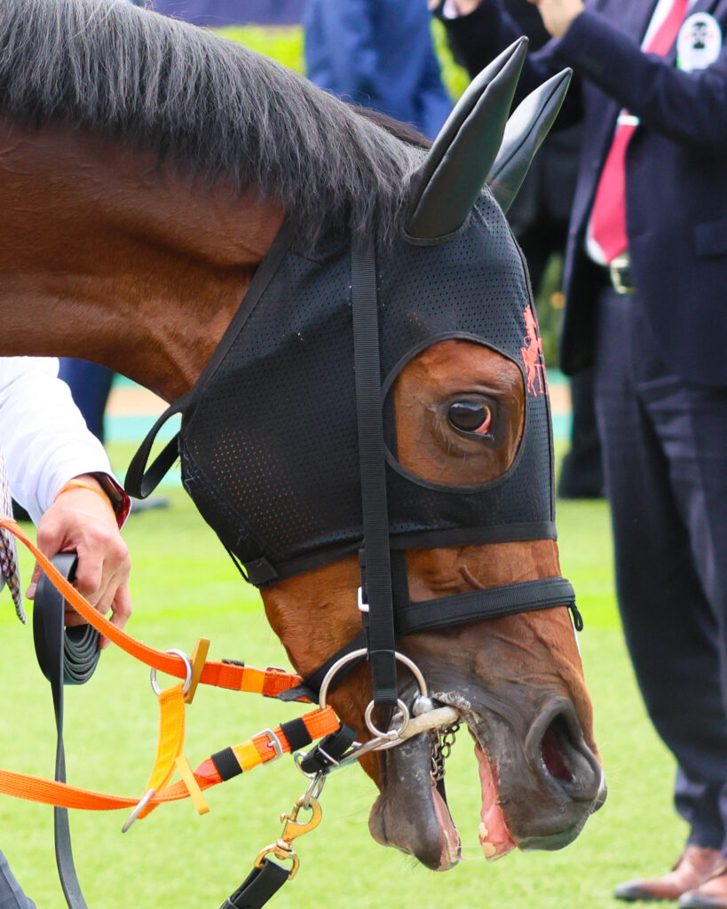 2025年東京競馬場、NHKマイルカップのパドックで撮影したチェルビアット(出資馬)