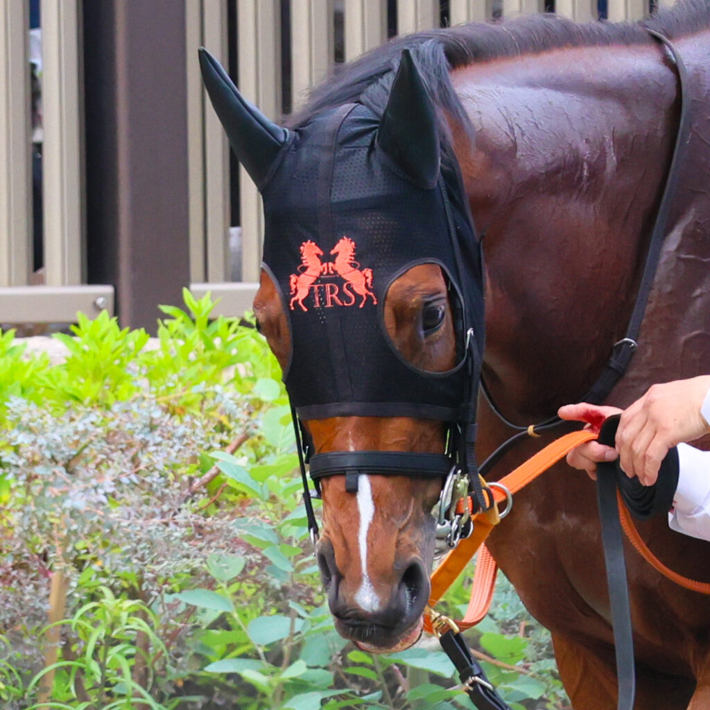 2025年東京競馬場、NHKマイルカップのパドックで撮影したチェルビアット(出資馬)