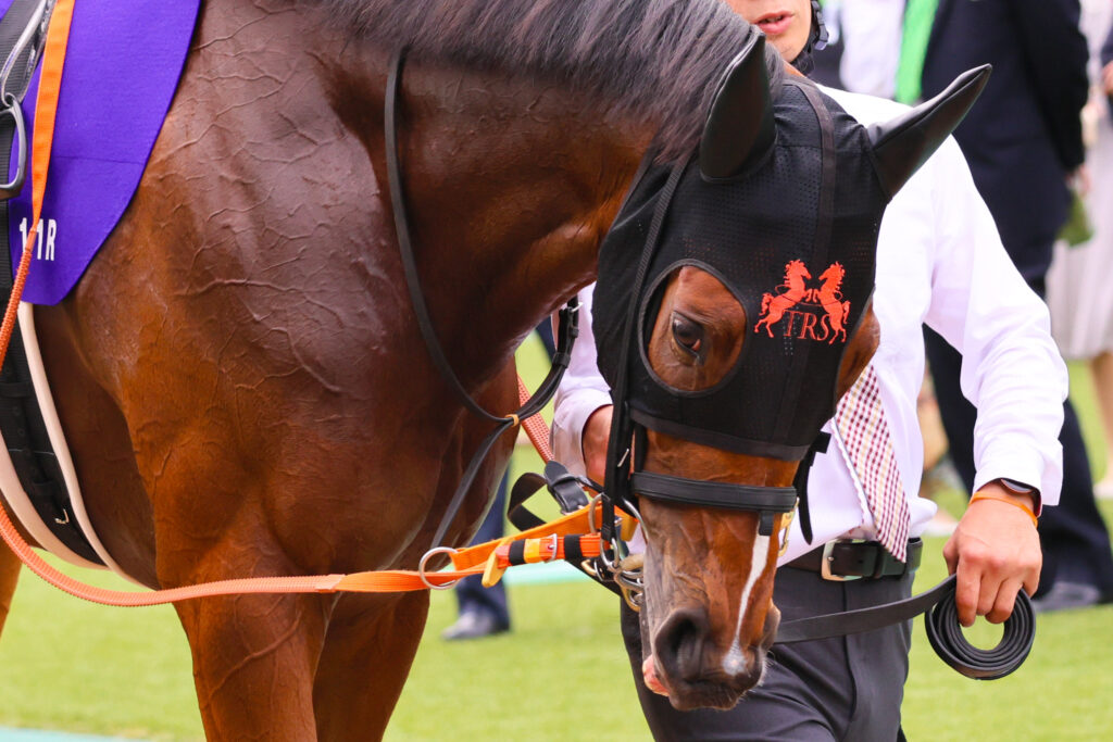 2025年東京競馬場、NHKマイルカップのパドックで撮影したチェルビアット(出資馬)