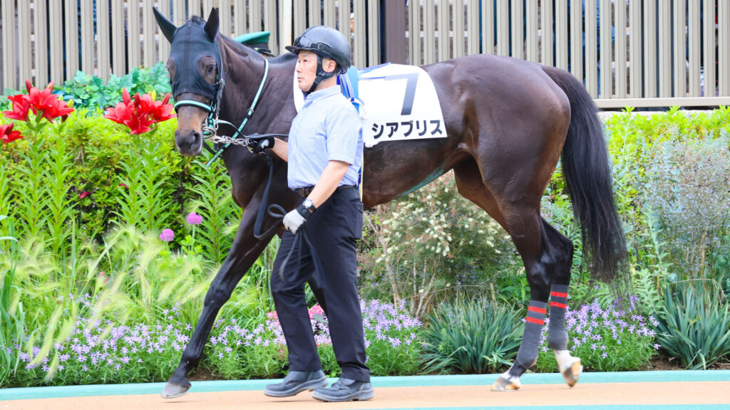 2025年5月24日東京競馬場の4歳以上1勝クラス、パドックを落ち着いた様子で周回する出資馬シアブリスの姿