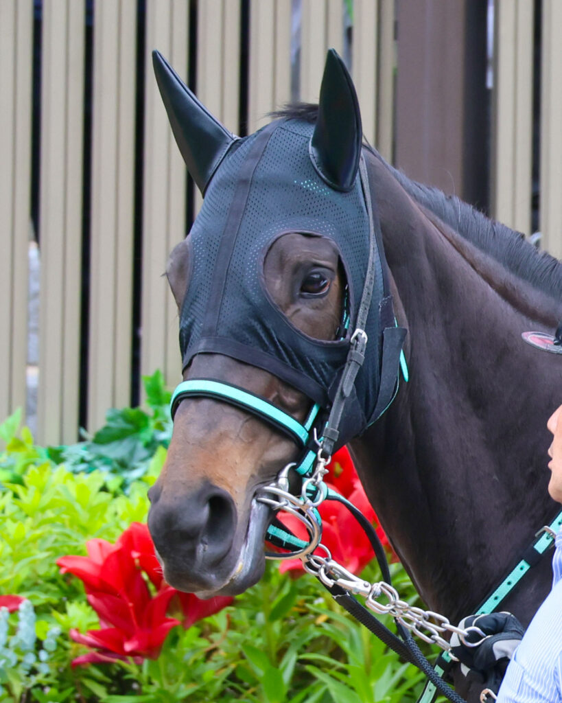 2025年5月24日東京競馬場の4歳以上1勝クラス、パドックを落ち着いた様子で周回する出資馬シアブリスの姿