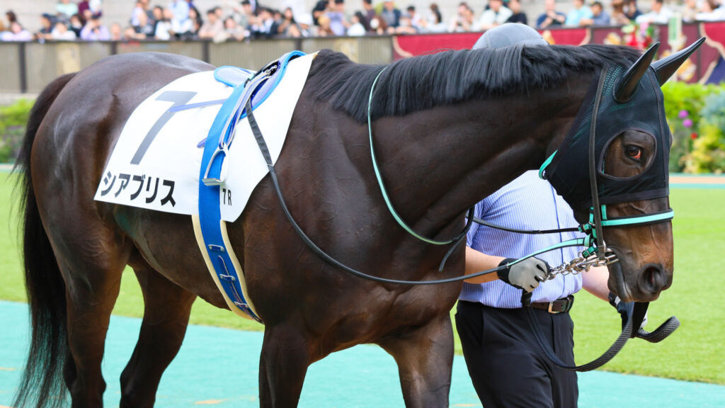 2025年5月24日東京競馬場の4歳以上1勝クラス、パドックを落ち着いた様子で周回する出資馬シアブリスの姿