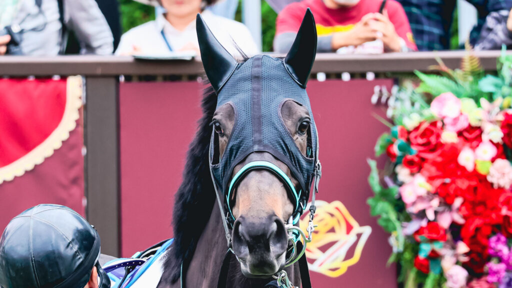 2025年5月24日東京競馬場の4歳以上1勝クラス、パドックでつぶらな瞳をこちらに向ける出資馬シアブリスの愛らしい表情