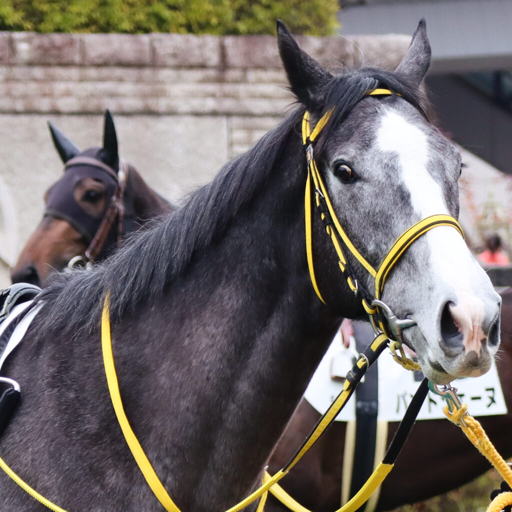 2024年2月4日東京競馬場のメイクデビュー新馬戦、パドックで落ち着いた気配を見せる出資馬ウインヘラクレスの初出走前の姿。ぎょろとした目がキュート。