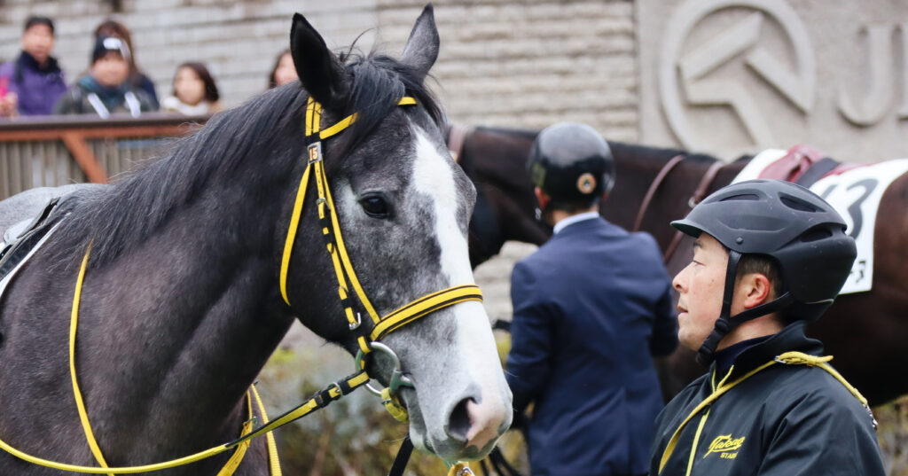 2024年2月4日東京競馬場のメイクデビュー新馬戦、パドックで止まれの合図で厩務員さんのほうを向いて最後の打ち合わせをする出資馬ウインヘラクレスの姿。