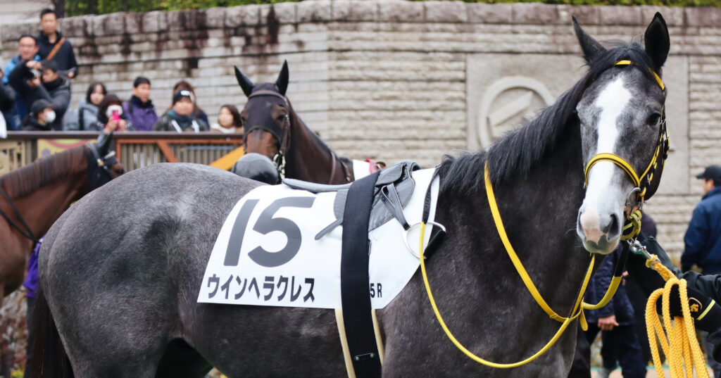 2024年2月4日東京競馬場のメイクデビュー新馬戦、パドックで止まれの合図で立ち止まる出資馬ウインヘラクレスの姿。観客がちょっと気になる表情。