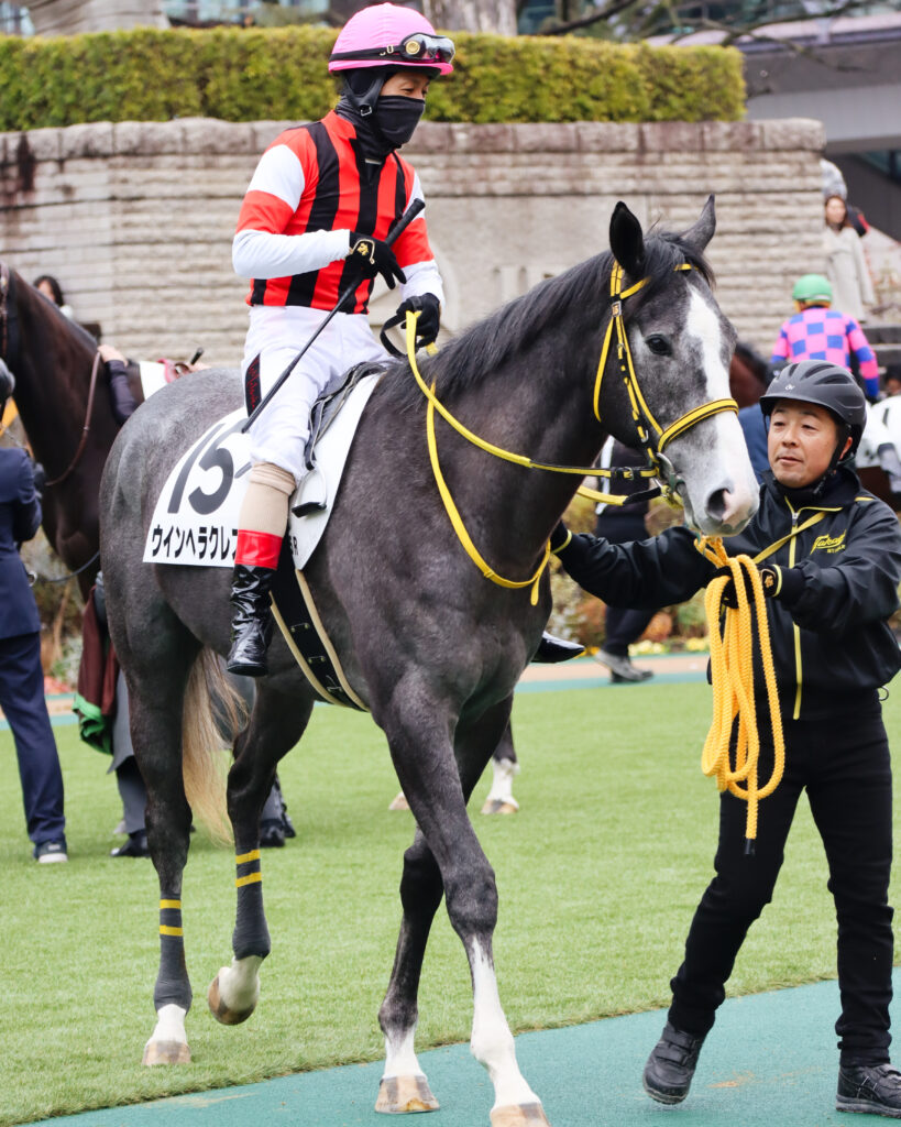 2024年2月4日東京競馬場のメイクデビュー新馬戦、パドックで松岡騎手を背に落ち着いた気配を見せる出資馬ウインヘラクレス。