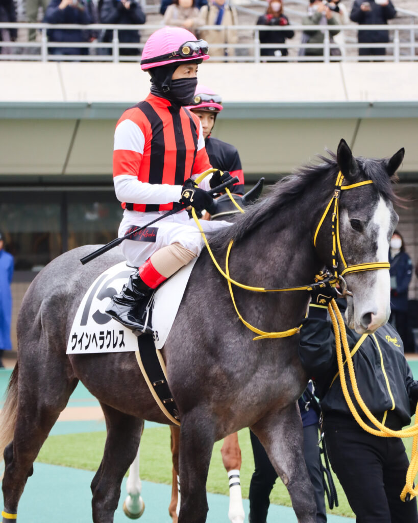 2024年2月4日東京競馬場のメイクデビュー新馬戦、パドックで松岡騎手を背に落ち着いた気配を見せる出資馬ウインヘラクレス。