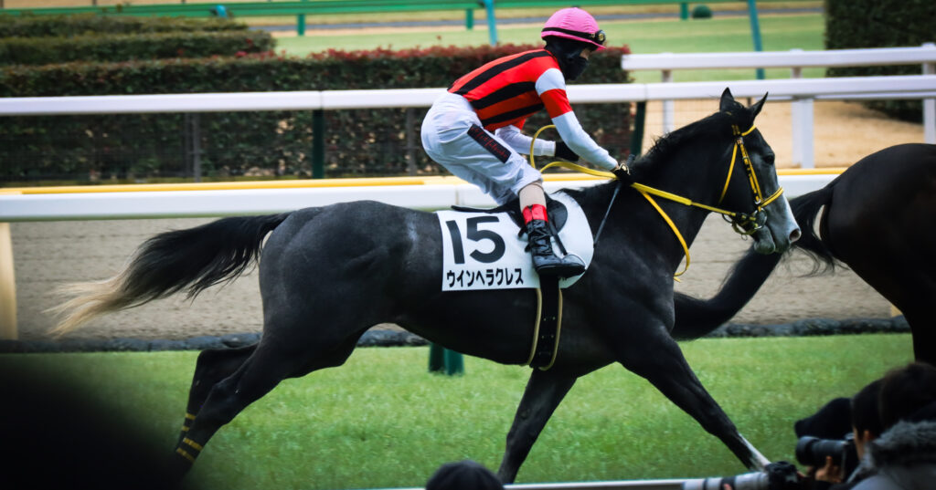 2024年2月4日東京競馬場のメイクデビュー新馬戦。レース前の返し馬で松岡騎手をコンタクトを確かめる出資馬ウインヘラクレス。