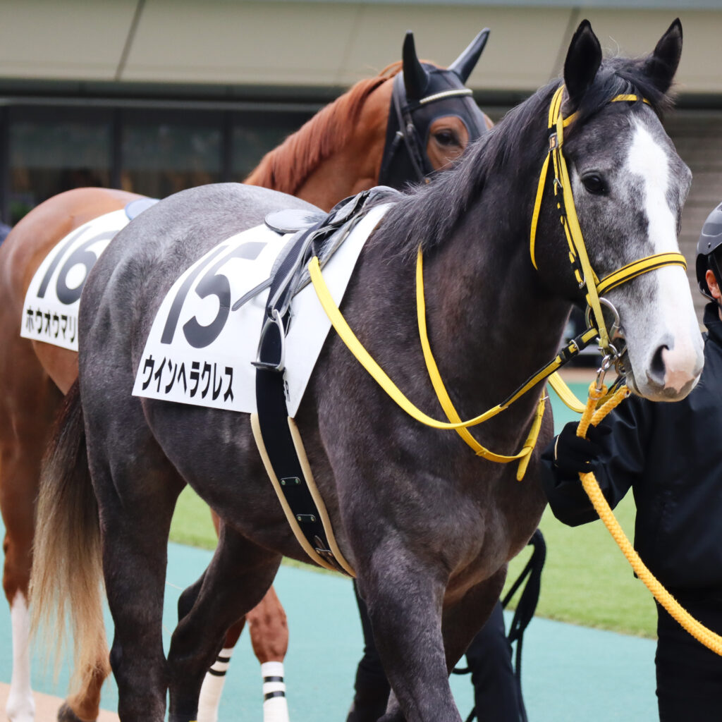 2024年2月4日東京競馬場のメイクデビュー新馬戦、パドックで落ち着いた気配を見せる出資馬ウインヘラクレスの初出走前の姿。大きい流星がかわいい。