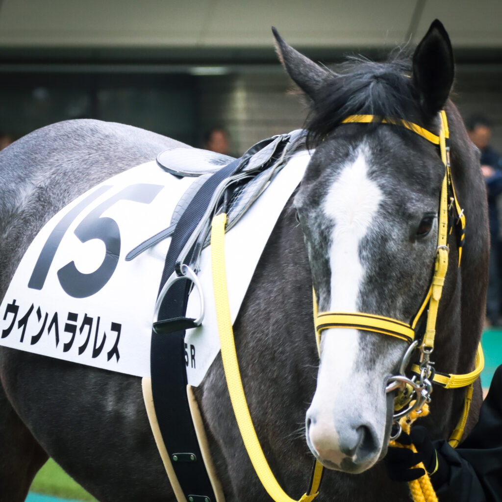 2024年2月4日東京競馬場のメイクデビュー新馬戦、パドックで落ち着いた気配を見せる出資馬ウインヘラクレスの初出走前の姿。大きい流星がかわいい。