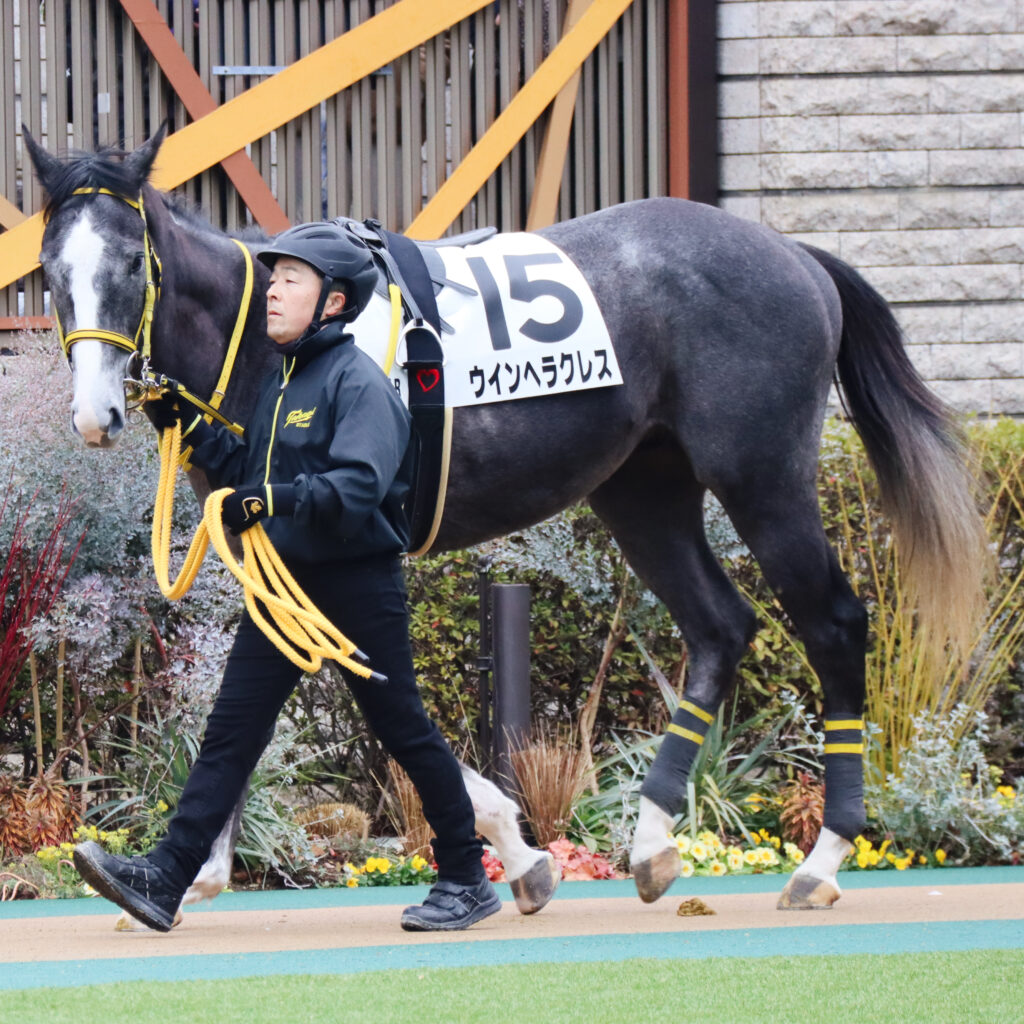 2024年2月4日東京競馬場のメイクデビュー新馬戦、パドックで落ち着いた気配を見せる出資馬ウインヘラクレスの初出走前の姿。厩務員さんのほうを少し振り返る。