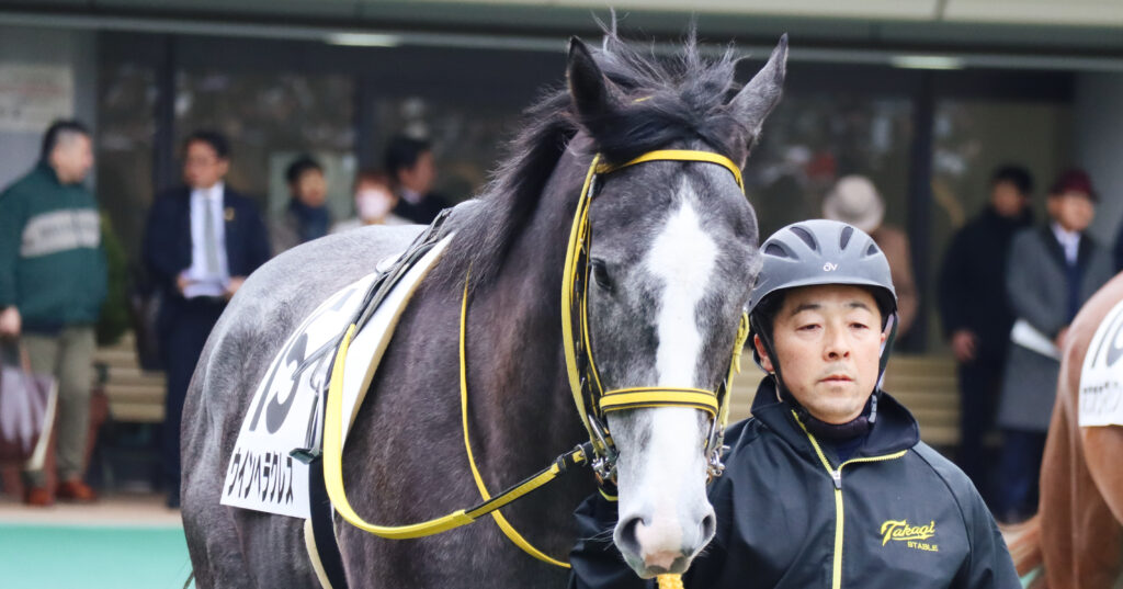2024年2月4日東京競馬場のメイクデビュー新馬戦、パドックで落ち着いた気配を見せる出資馬ウインヘラクレスの初出走前の姿。大きい流星がかわいい。