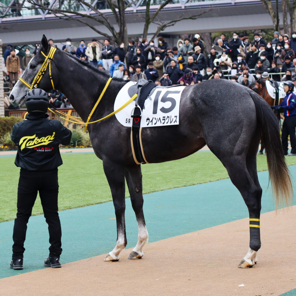2024年2月4日東京競馬場のメイクデビュー新馬戦、パドックで立ち止まる出資馬ウインヘラクレスの姿。