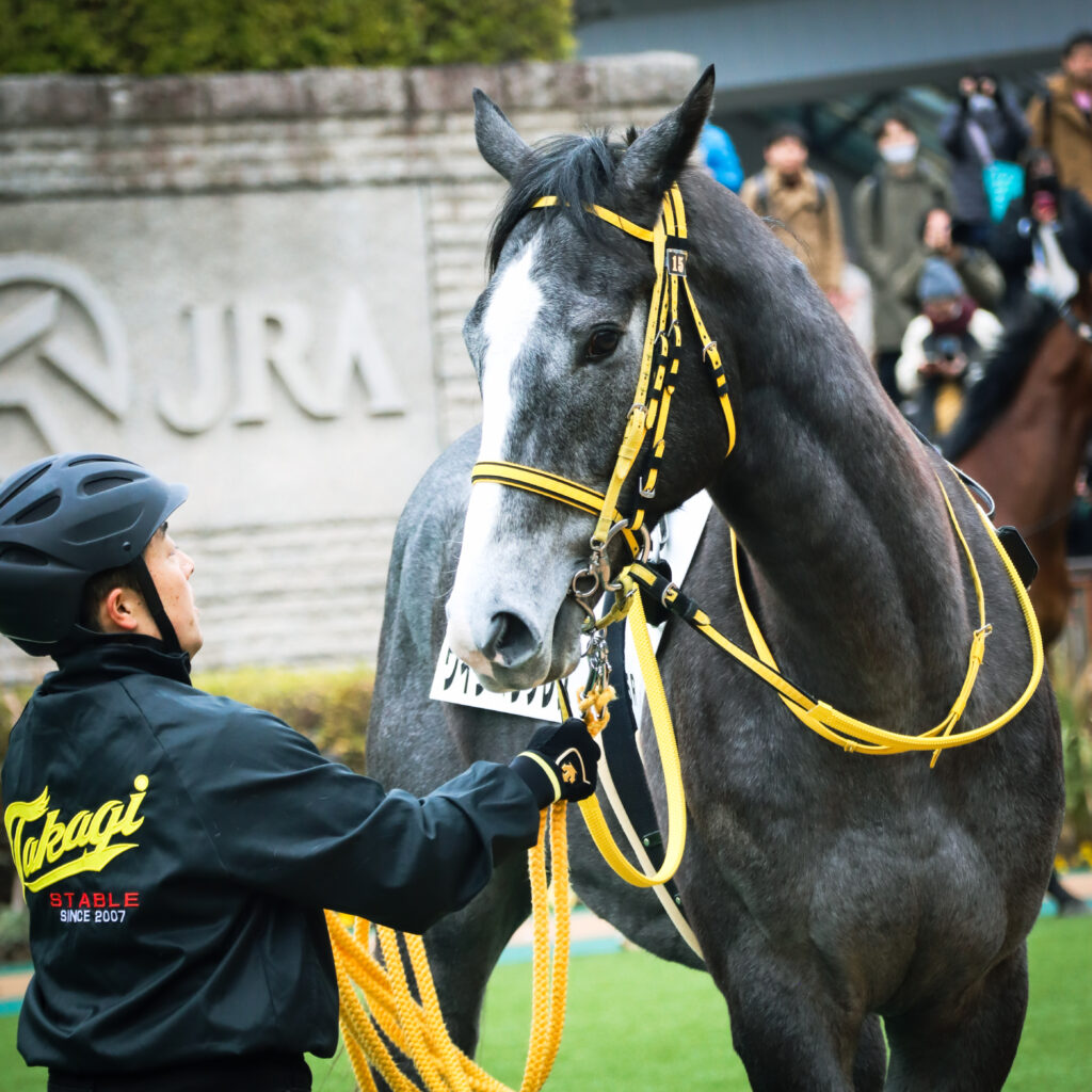 2024年2月4日東京競馬場のメイクデビュー新馬戦、パドックで落ち着いた気配を見せる出資馬ウインヘラクレスの初出走前の姿。厩務員さんのほうを向いて最終確認。