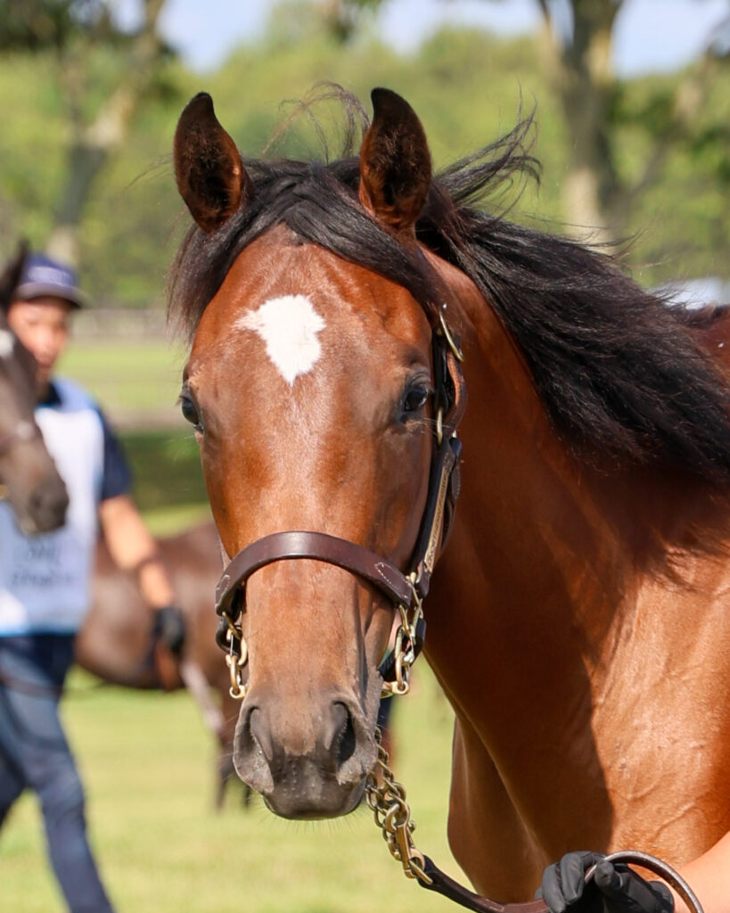 2025年シルク・ホースクラブ募集馬ツアーで訪れたノーザンファームYearling。鹿毛の牝馬「アーモンドアイの24」の顔を正面から撮影した写真。