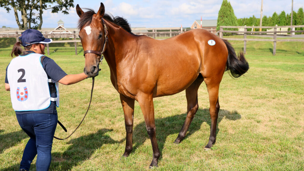 2025年シルク・ホースクラブ募集馬ツアーで訪れたノーザンファームYearling。鹿毛の牝馬「アーモンドアイの24」を横から撮影した写真。立派な筋肉を持っている。