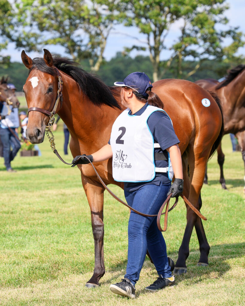 2025年シルク・ホースクラブ募集馬ツアーで訪れたノーザンファームYearling。鹿毛の牝馬「アーモンドアイの24」が周回展示で担当者さんと一緒に歩いている写真。斜め前から撮影した写真。