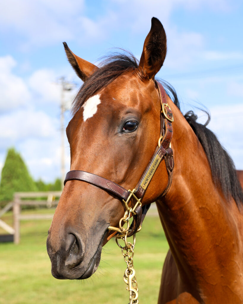 2025年シルク・ホースクラブ募集馬ツアーで訪れたノーザンファームYearling。鹿毛の牝馬「アーモンドアイの24」を正面から撮影した写真。角度によってはまだあどけなさが残る。
