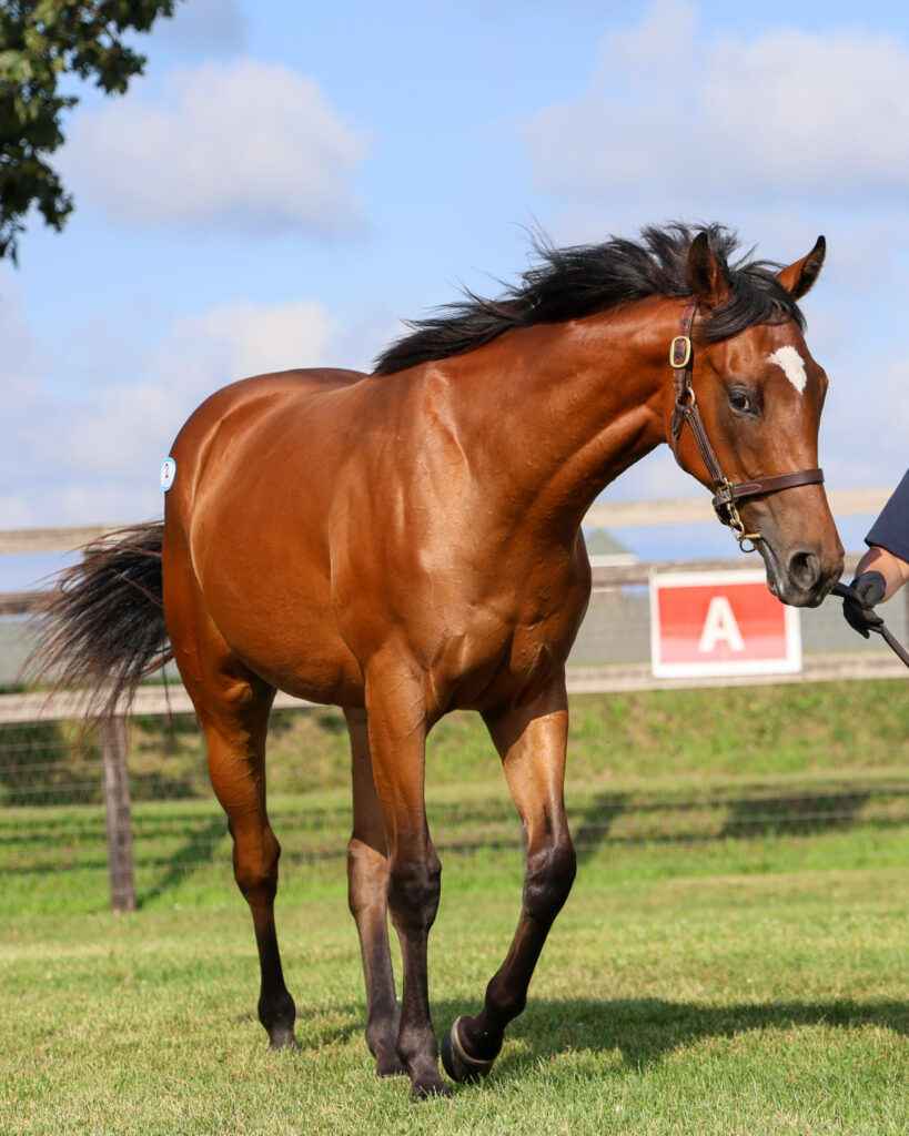 2025年シルク・ホースクラブ募集馬ツアーで訪れたノーザンファームYearling。鹿毛の牝馬「アーモンドアイの24」を斜め前から撮影した写真。鋭い目が印象的な写真。