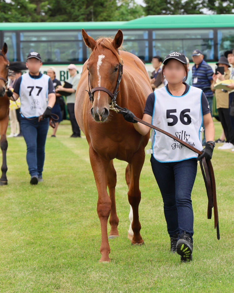 2025年シルク・ホースクラブ募集馬ツアーで訪れた白老ファーム。栗毛の牝馬「アンティフォナの24」が、周回展示で担当者さんと歩くところを正面から撮影した写真。堂々としている。