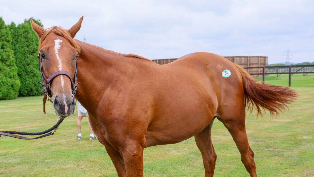 2025年シルク・ホースクラブ募集馬ツアーで訪れた白老ファーム。栗毛の牝馬「アンティフォナの24」を真横から撮影した馬体の写真。