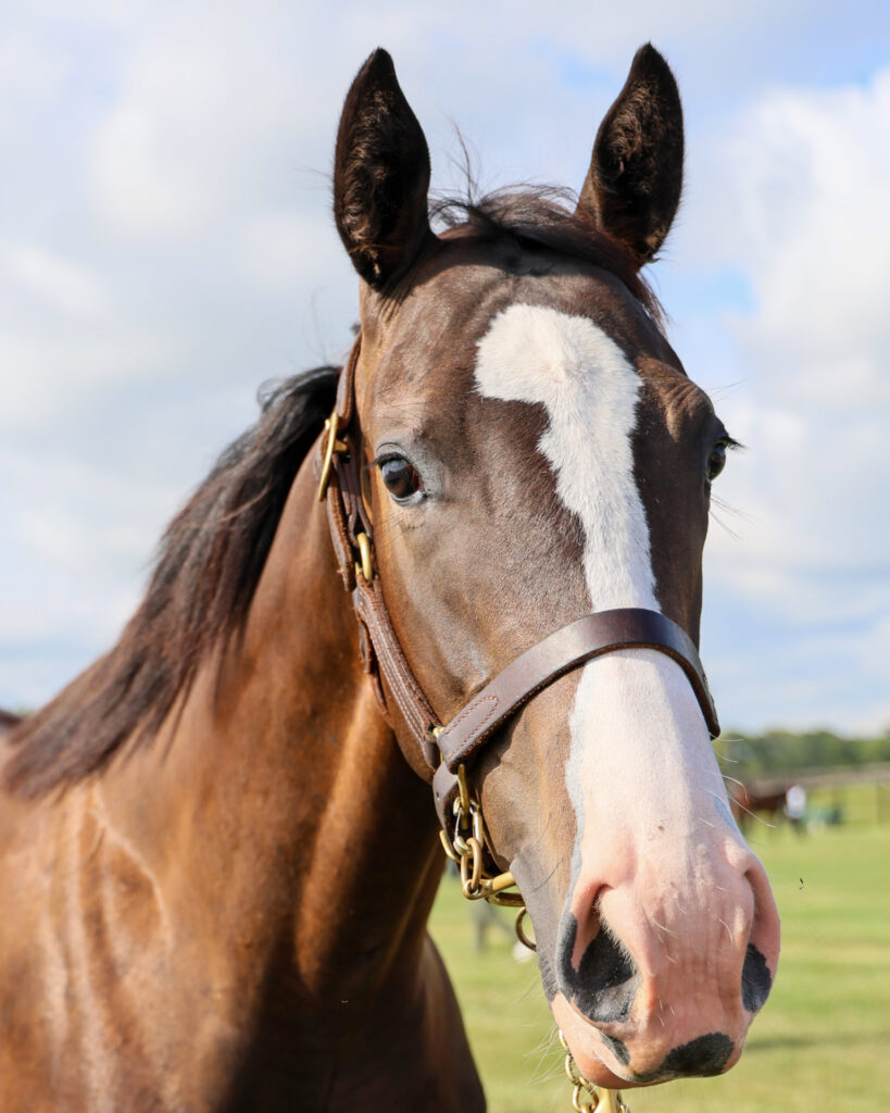 2025年シルク・ホースクラブ募集馬ツアーで訪れたノーザンファームYearling。黒鹿毛の牝馬「シャトーブランシュの24」を正面から撮影した写真。ごんぶと流星ときゅるんとした目がかわいい。
