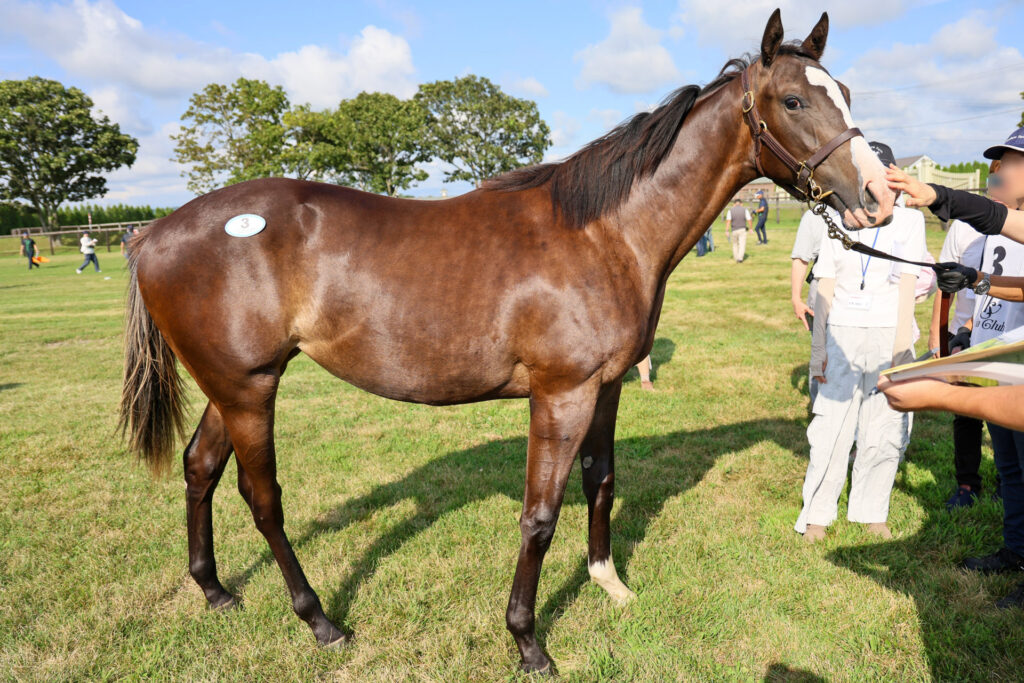 2025年シルク・ホースクラブ募集馬ツアーで訪れたノーザンファームYearling。黒鹿毛の牝馬「シャトーブランシュの24」を真横から撮影した馬体の写真。
