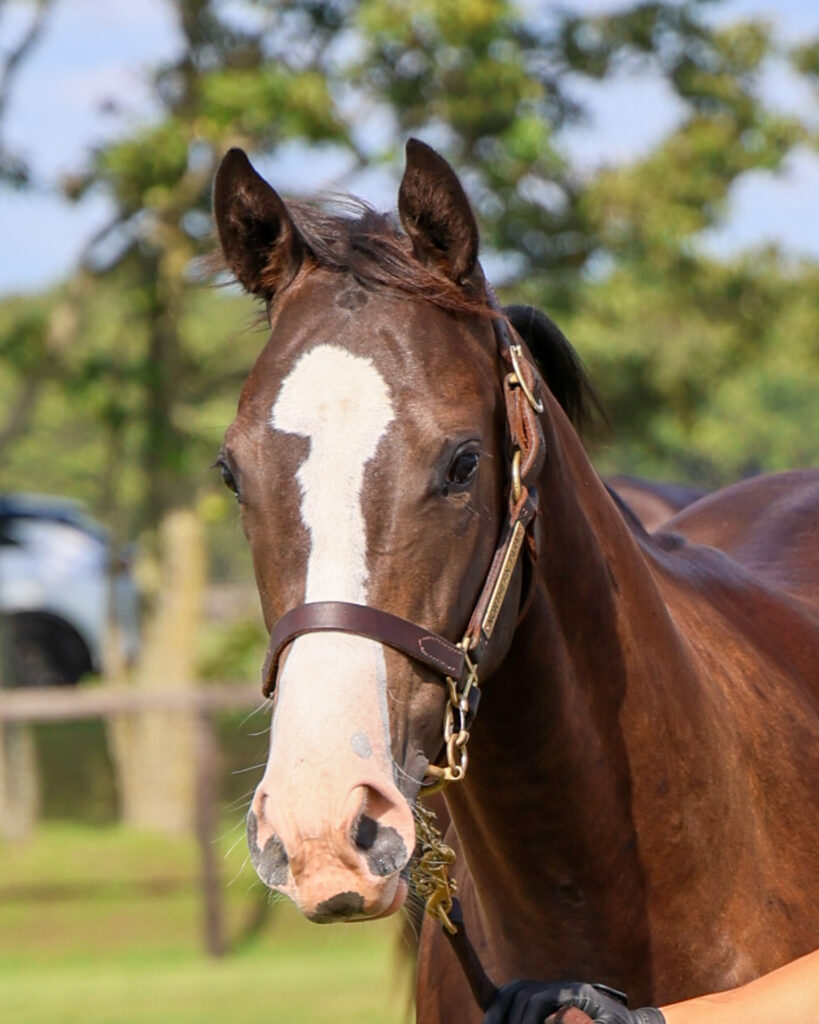 2025年シルク・ホースクラブ募集馬ツアーで訪れたノーザンファームYearling。黒鹿毛の牝馬「シャトーブランシュの24」を正面から撮影した写真。ごんぶと流星がかわいい。
