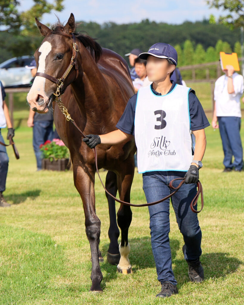 2025年シルク・ホースクラブ募集馬ツアーで訪れたノーザンファームYearling。黒鹿毛の牝馬「シャトーブランシュの24」が周回展示で担当者さんと落ち着いて歩いている写真。前方から撮影した写真。