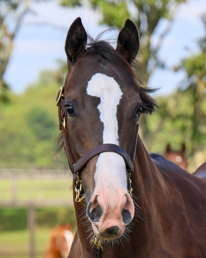 2025年シルク・ホースクラブ募集馬ツアーで訪れたノーザンファームYearling。黒鹿毛の牝馬「シャトーブランシュの24」を正面から撮影した写真。大きい流星ときゅるんとした目がかわいい。