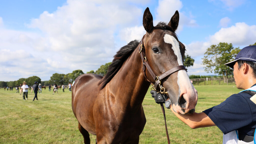2025年シルク・ホースクラブ募集馬ツアーで訪れたノーザンファームYearling。黒鹿毛の牝馬「シャトーブランシュの24」の斜め前から撮影した写真。大きい流星がかわいい。