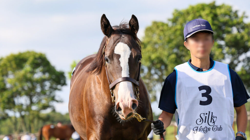 2025年シルク・ホースクラブ募集馬ツアーで訪れたノーザンファームYearling。黒鹿毛の牝馬「シャトーブランシュの24」が周回展示で担当者さんと落ち着いて歩いている写真。正面から撮影した写真。