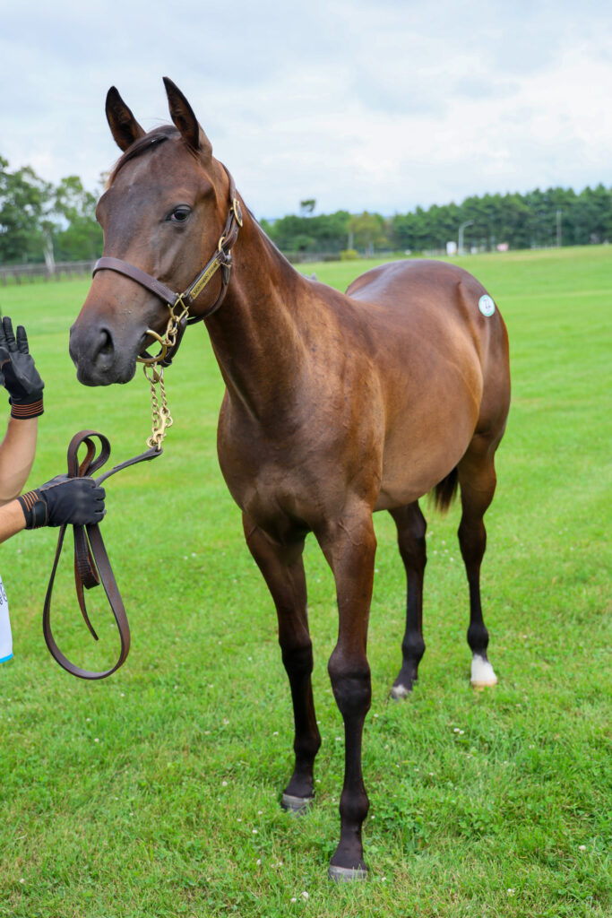 2025年シルク・ホースクラブ募集馬ツアーで訪れたノーザンファームYearling。黒鹿毛の牡馬「エノラの24」の斜め前からの写真。まだ小さくて幼い印象。
