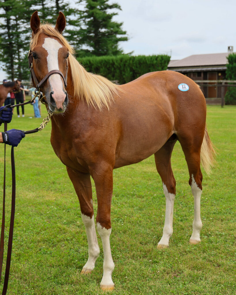 2025年シルク・ホースクラブ募集馬ツアーで訪れたノーザンファームYearling。栗毛の牡馬「ギルデッドミラーの24」を斜め前から撮影した馬体の写真。