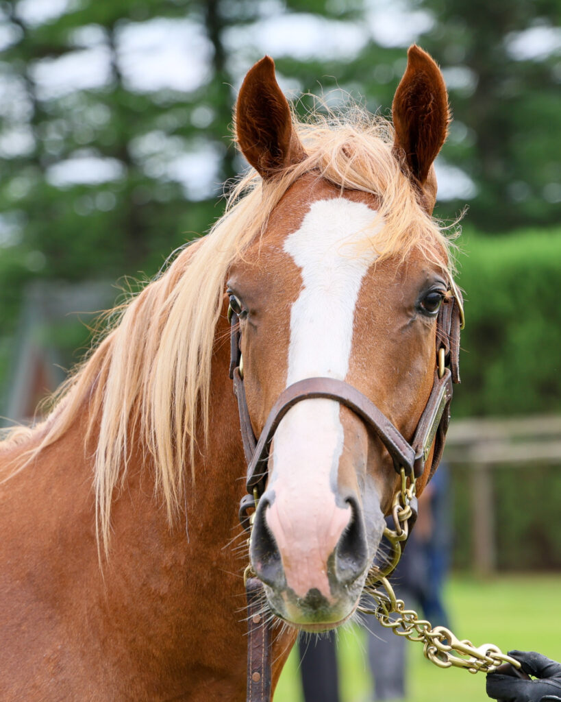 2025年シルク・ホースクラブ募集馬ツアーで訪れたノーザンファームYearling。栗毛の牡馬「ギルデッドミラーの24」を正面から撮影した写真。金色のたてがみがイケメン感を増している。
